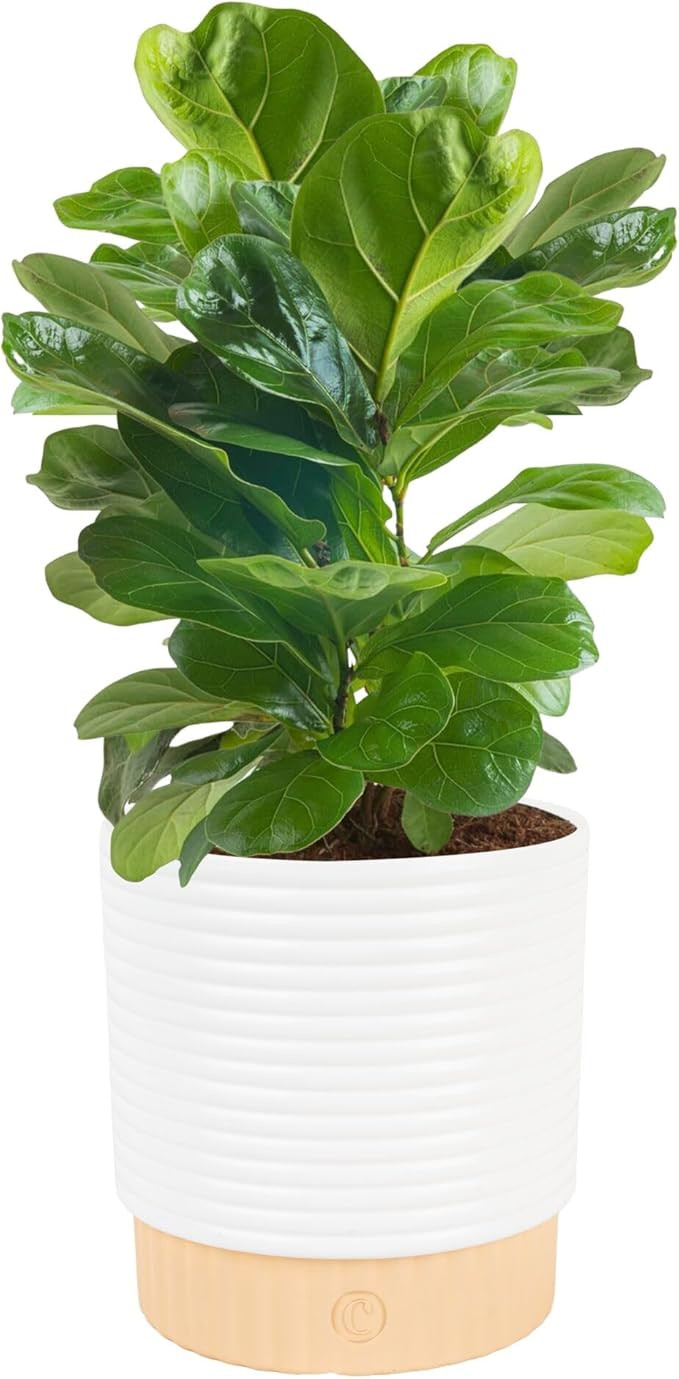 Costa Farms Baby Fiddle Leaf Fig Live Plant in Decorative Pot, Indoor Houseplant, Perfect for Hom... | Amazon (US)