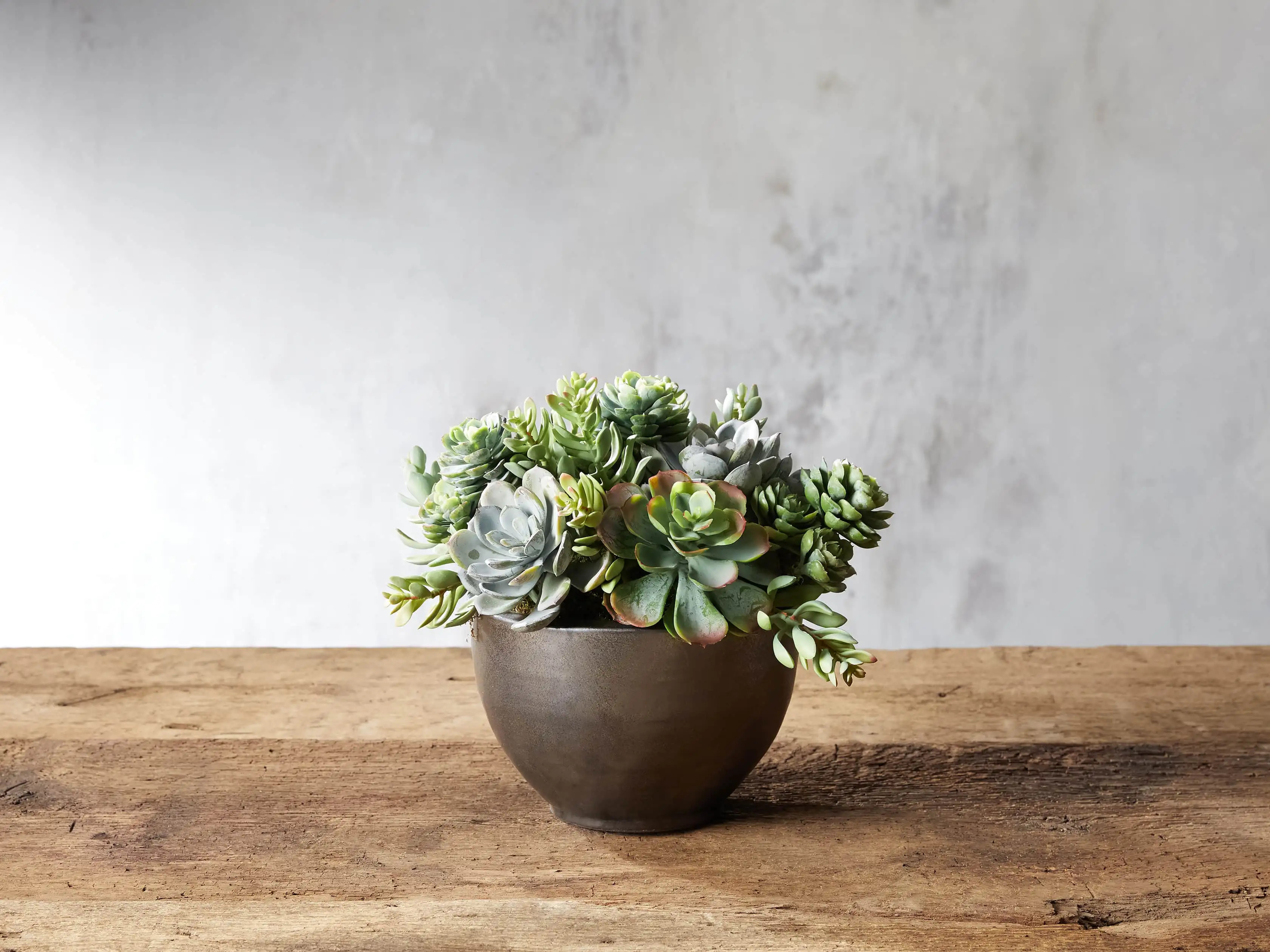 Mix Succulent Small Bowl | Arhaus