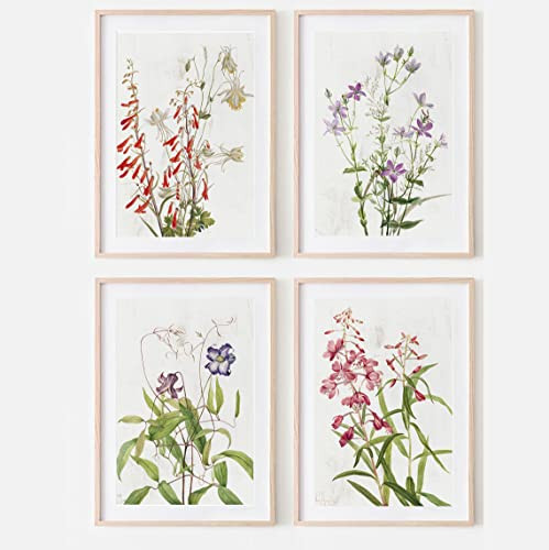 Amazon.com: Set of Four Vintage Wildflower Flowers Botanical Study Plant Flora Farmhouse Poster P... | Amazon (US)