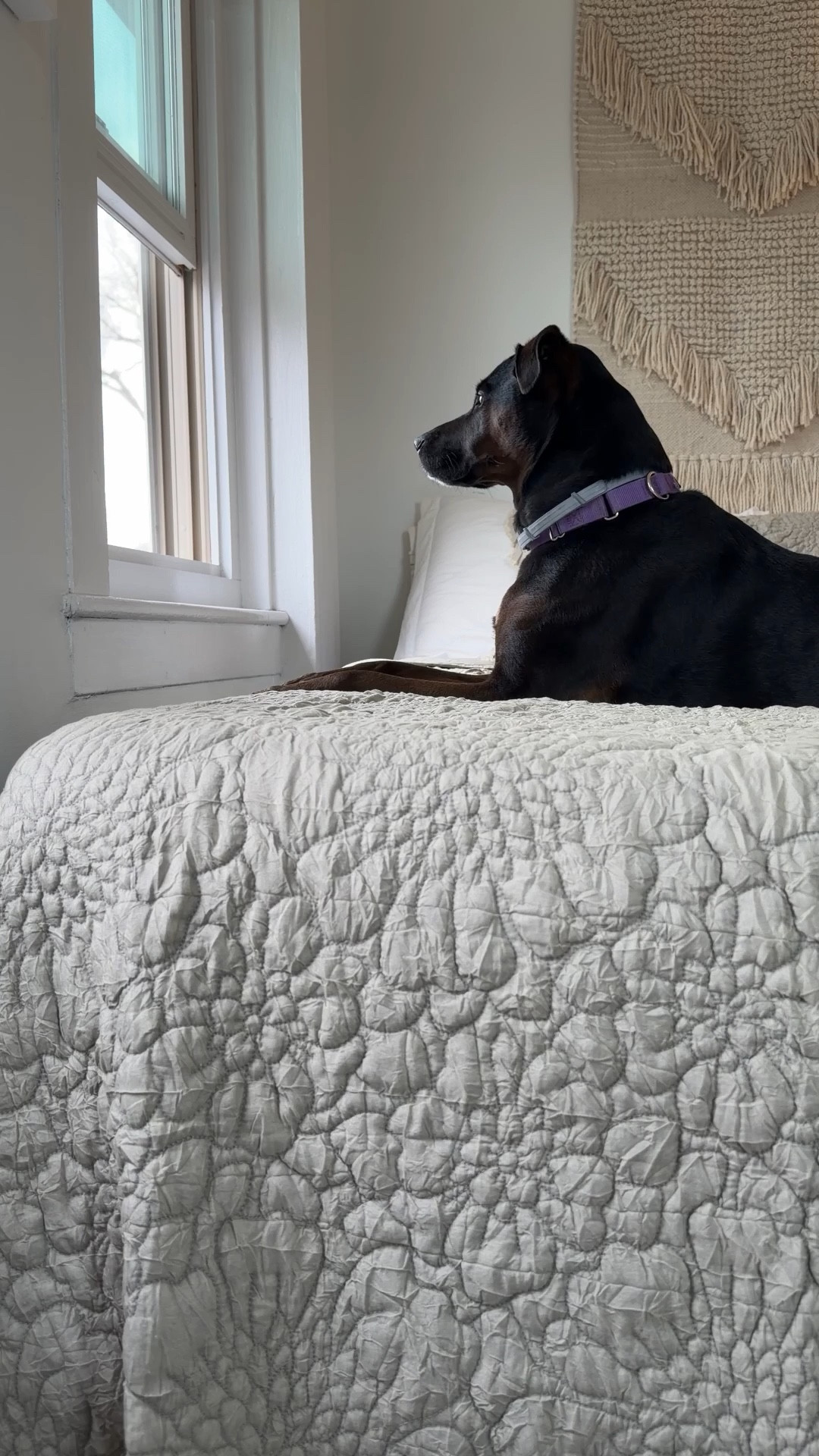 Bedroom Update in my daughter’s room.  Love a coverlet for warmer months! & this pattwrn and these ruffles!  Eek!  This is the beige but it comes in so many other fun colors too!  blue, lavendar, white, pink & floral!   So many fun colors to choose from! Tip size up for this look! #boho #romantic #girlsroom #coverlet

#LTKKids #LTKHome #LTKmomlife
