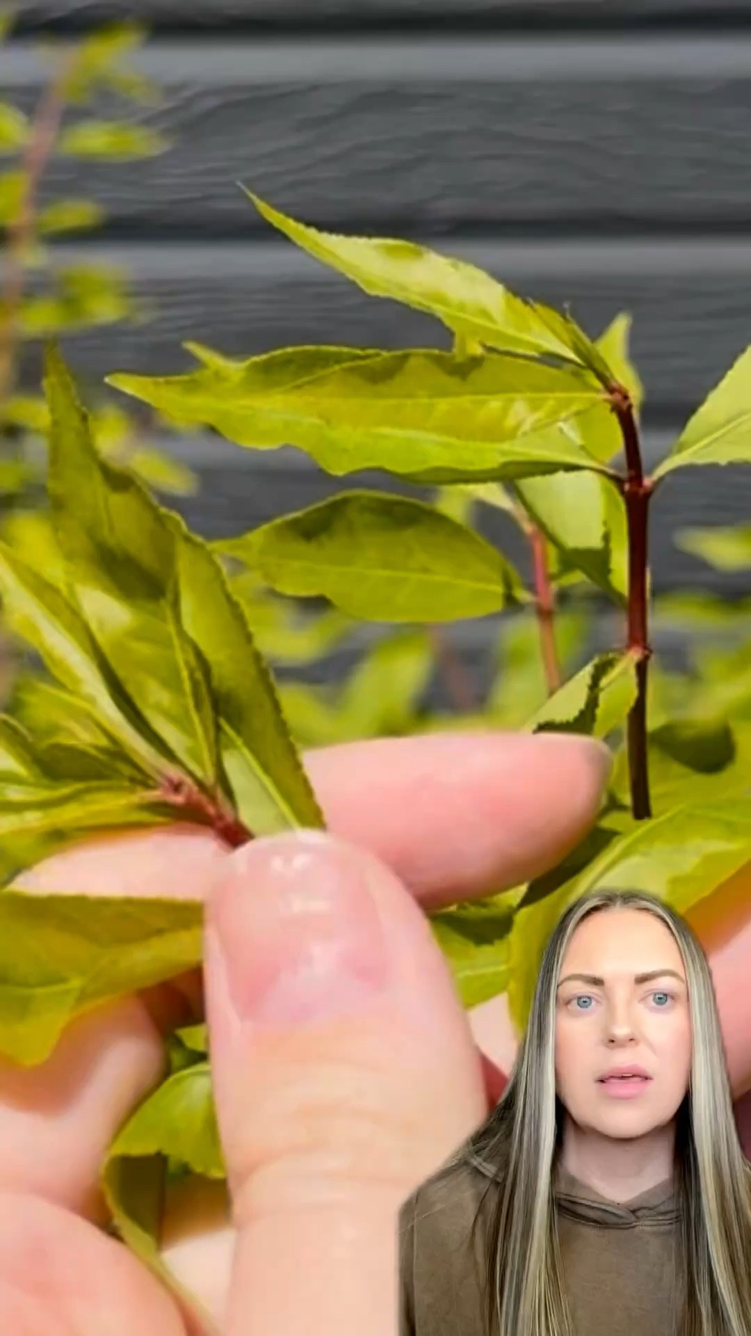 Tree and shrub insect preventative, mix with water to help repel chewing and sucking insects for up to 12 months, pours into base

#LTKSeasonal #LTKHome