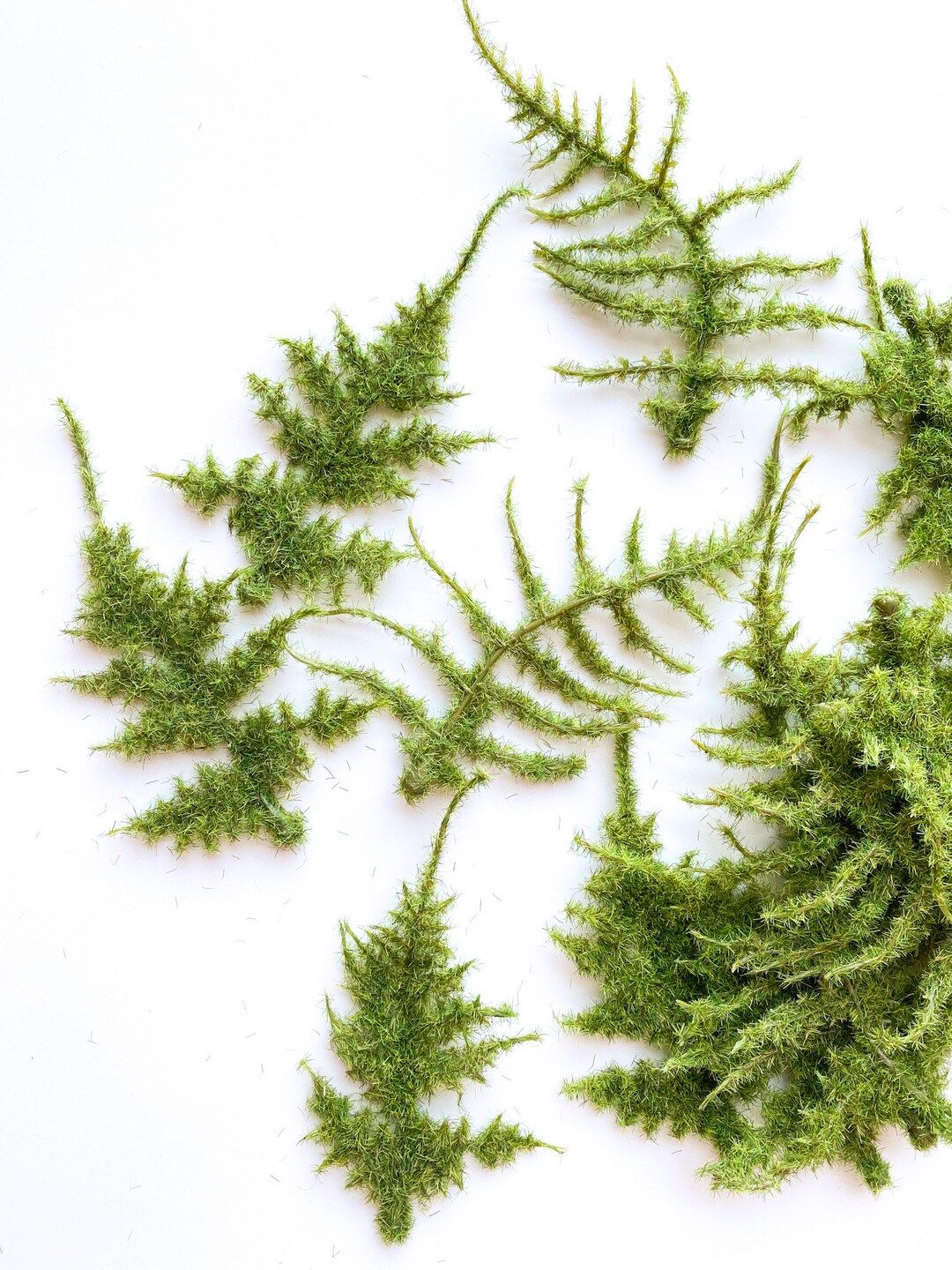 17 Mossy Lace Fern in Fresh Green Faux Fern Artificial - Etsy | Etsy (US)