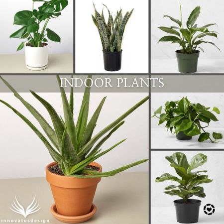 Indoor plants are a great way of adding greenery to any space. They also help to purify the air, and create a more relaxed atmosphere. Here are some of our favorite types of indoor plants to add into your home!

#LTKSeasonal #LTKfamily #LTKhome
