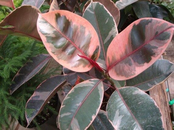 LIVE Ficus Elastica Ruby -  Tropical STARTER Plant | Etsy (US)