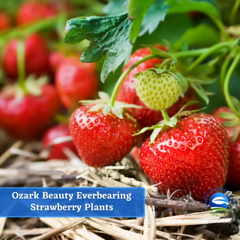 Everbearing Ozark Beauty Strawberry Plants Are Root - Etsy | Etsy (US)