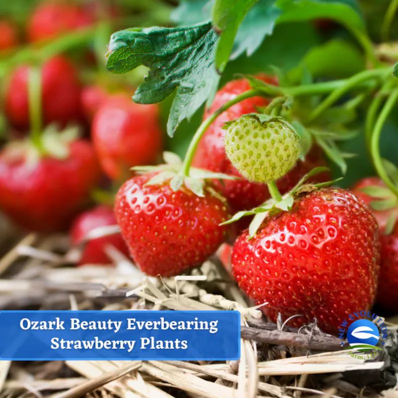 Everbearing Ozark Beauty Strawberry Plants Are Root - Etsy | Etsy (US)