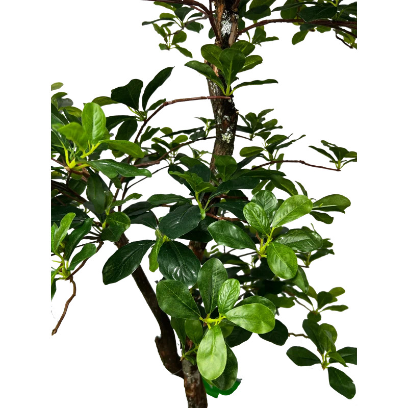 Hand-Made Primrue Fresh Italian Black Olive Leaf 5'' Artificial Tree | Wayfair North America