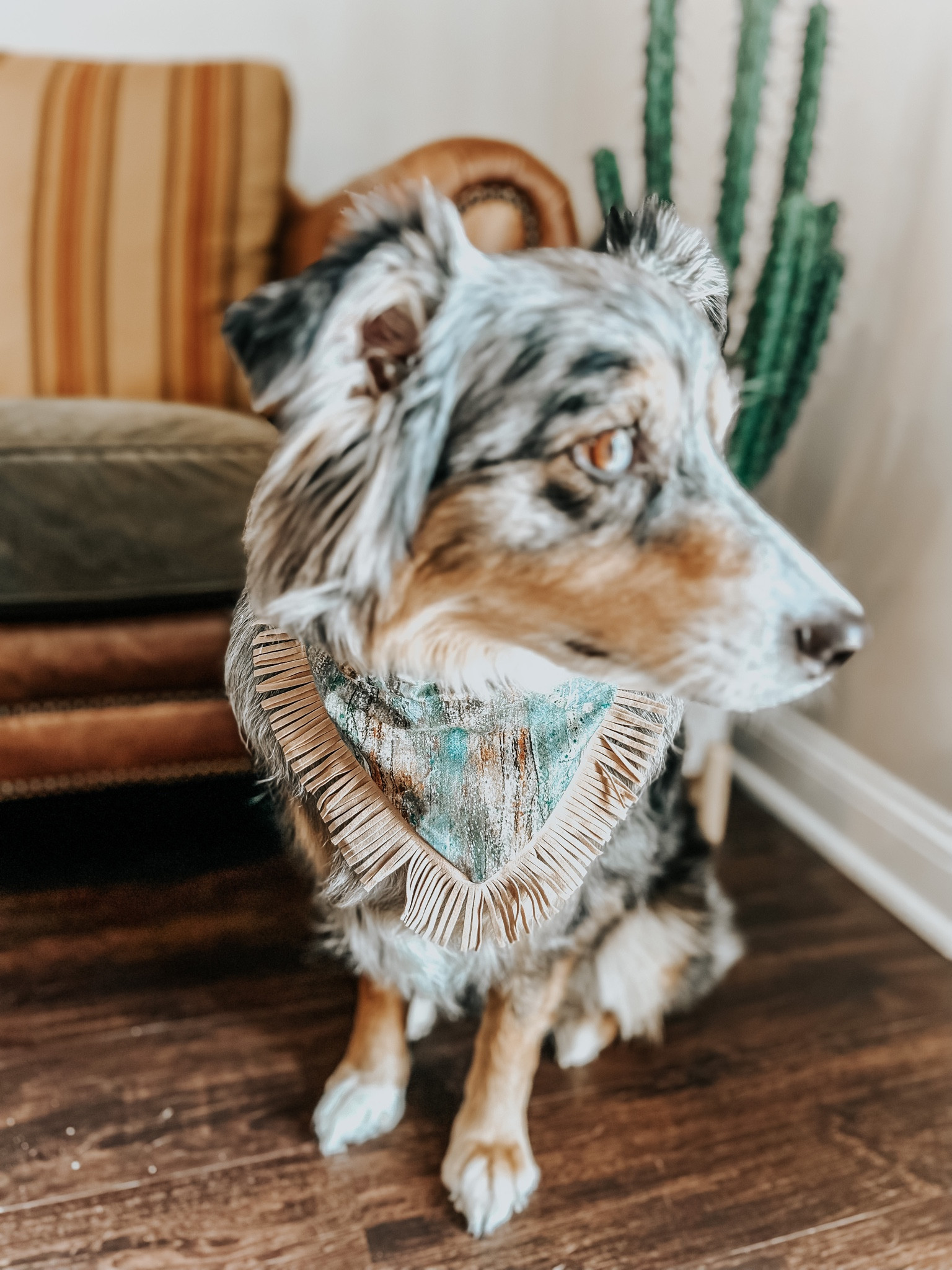 Dog accessories, dog bandanas, western fashion, pet fashion 

#LTKbaby #LTKstyletip #LTKFind