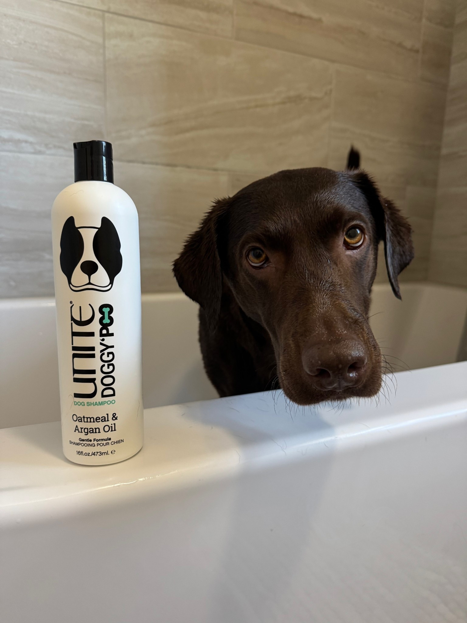 dog shampoo 🤍🐾 

#LTKPets