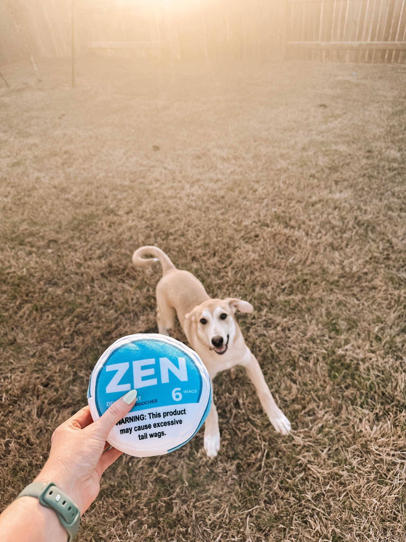 New puppy must haves 🐾 

#LTKFindsUnder50 #LTKHome #LTKFamily