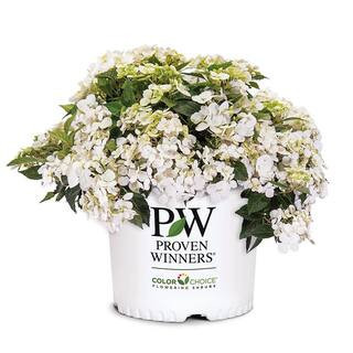 2 Gal. Fairytrail White Hydrangea Shrub | The Home Depot