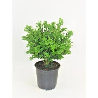 1 Gal. Green Velvet Boxwood (Buxus) Live Evergreen Shrub | The Home Depot