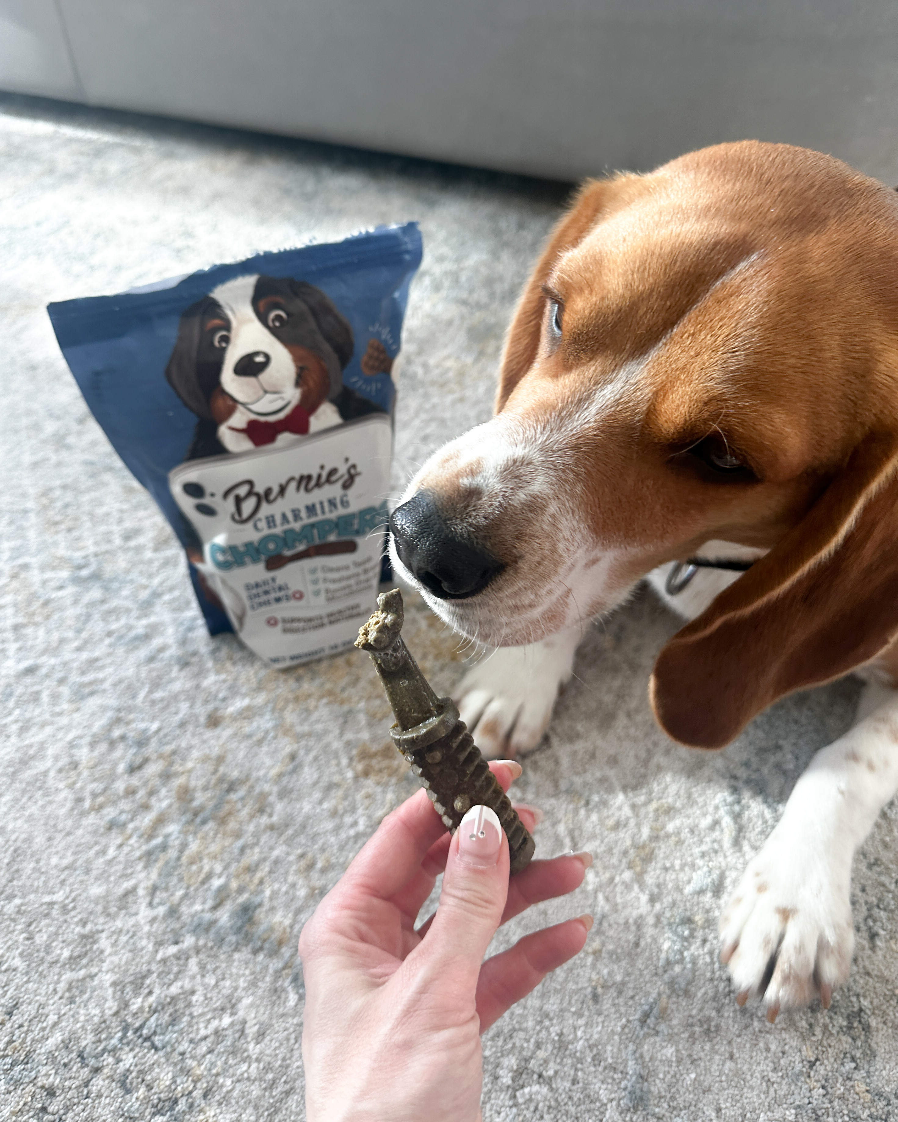 Keep your pup’s smile fresh the easy (and tasty) way 🐶✨ with Bernie's Charming Chompers daily dental chews for dogs! Designed to help reduce plaque, freshen breath, and support dental health while feeling like a treat, they make oral care simple for every pet parent 💖🐾. Perfect for daily use when you want happy teeth and tail wags at the same time 👀✨. Trust me, this is one routine your dog will actually look forward to 💕

#dogdentalchews #dogtreats #petessentials #doglife #furbaby #petparents #doglovers #petcare #doghealth #freshbreath #happydog #dailycare #petwellness #dogproducts #healthypets #petlove #ltkpets #ltkfinds #petmusthaves #doginspo #petlifestyle #musthave #dogmom #dogdad 

 