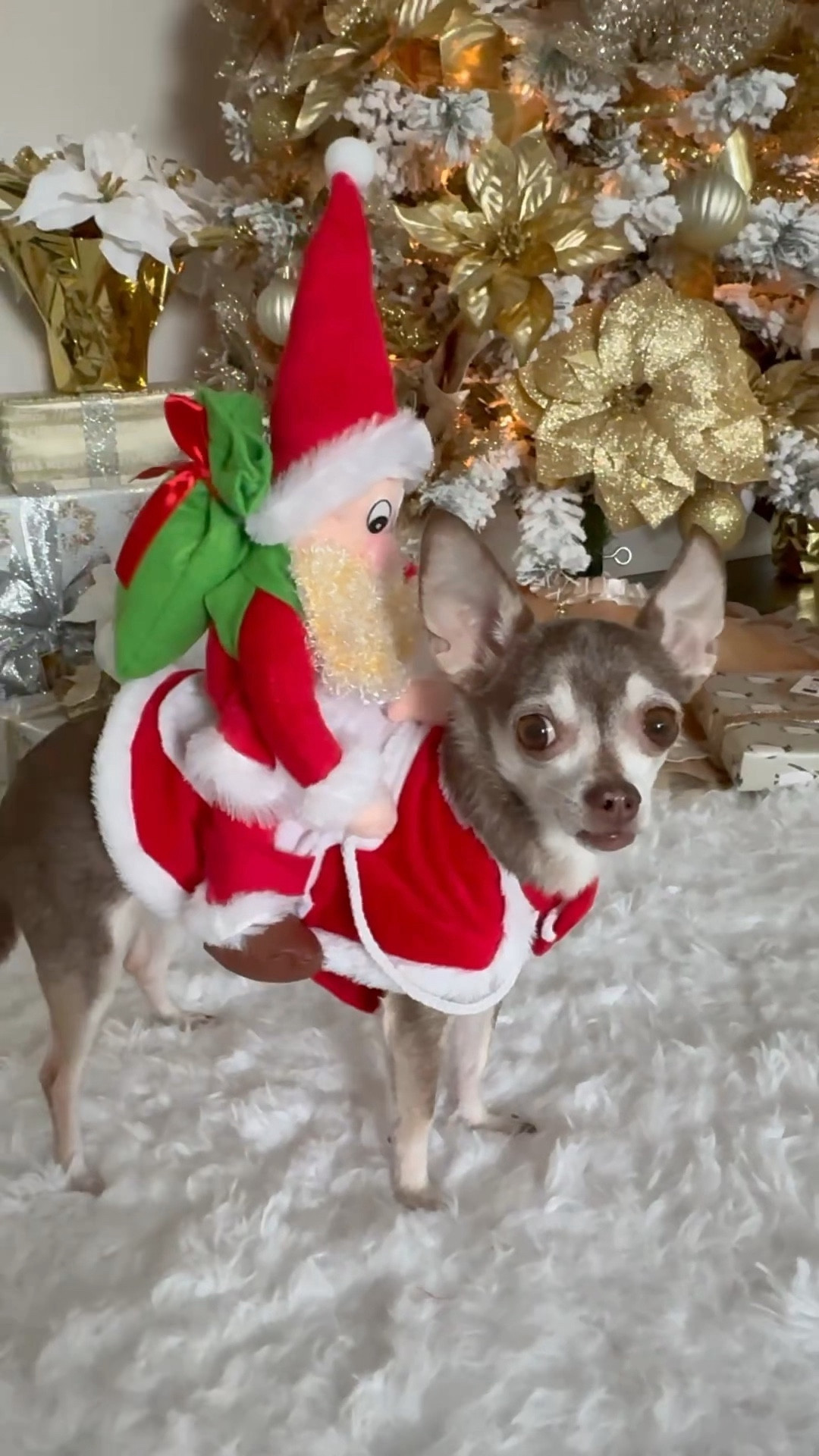 Christmas costume, dog costume, snowman costume, riding Santa 

#LTKHoliday #LTKfamily #LTKSeasonal