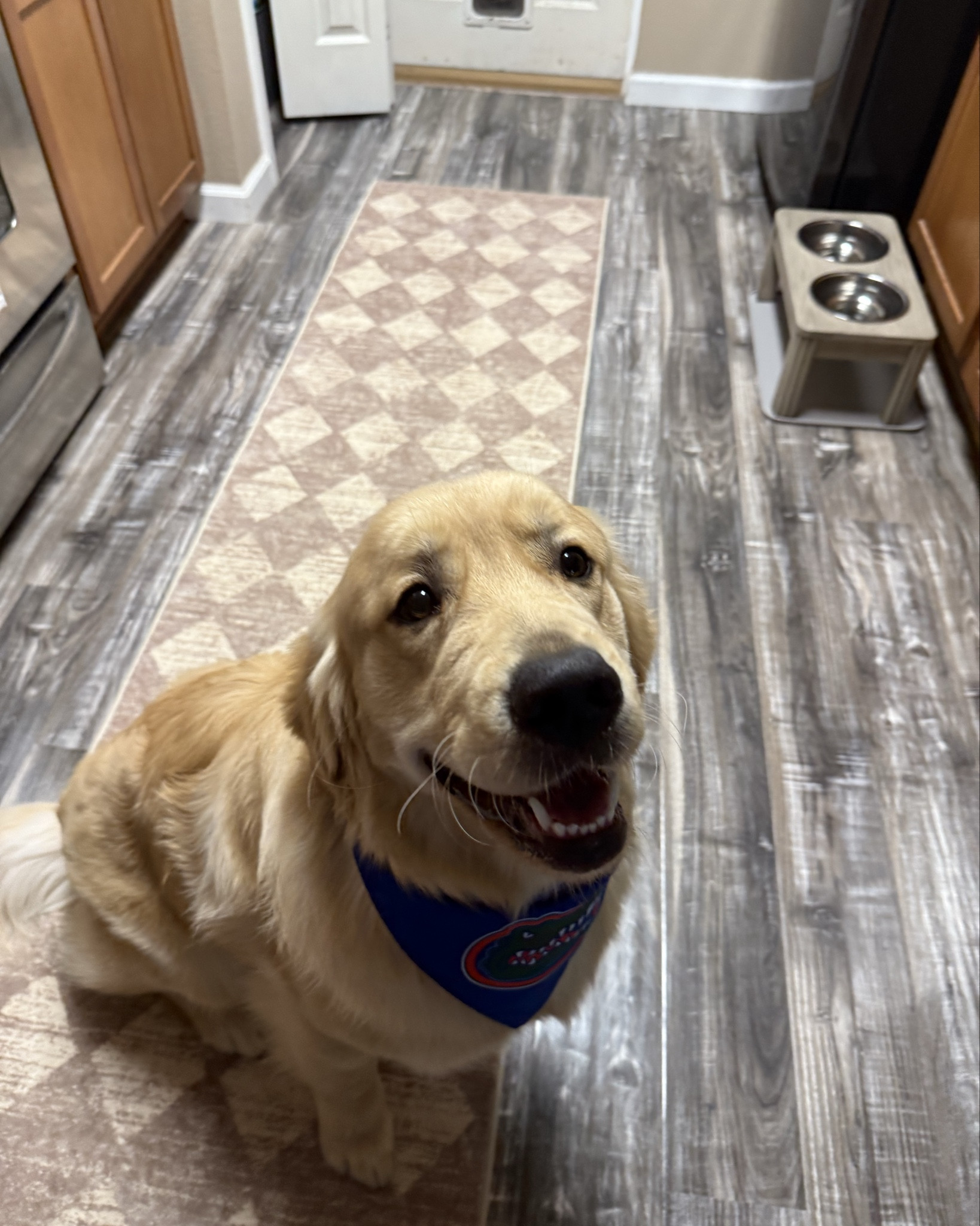 Cooper is gameday ready💙🐊🧡

#LTKSeasonal #LTKPets