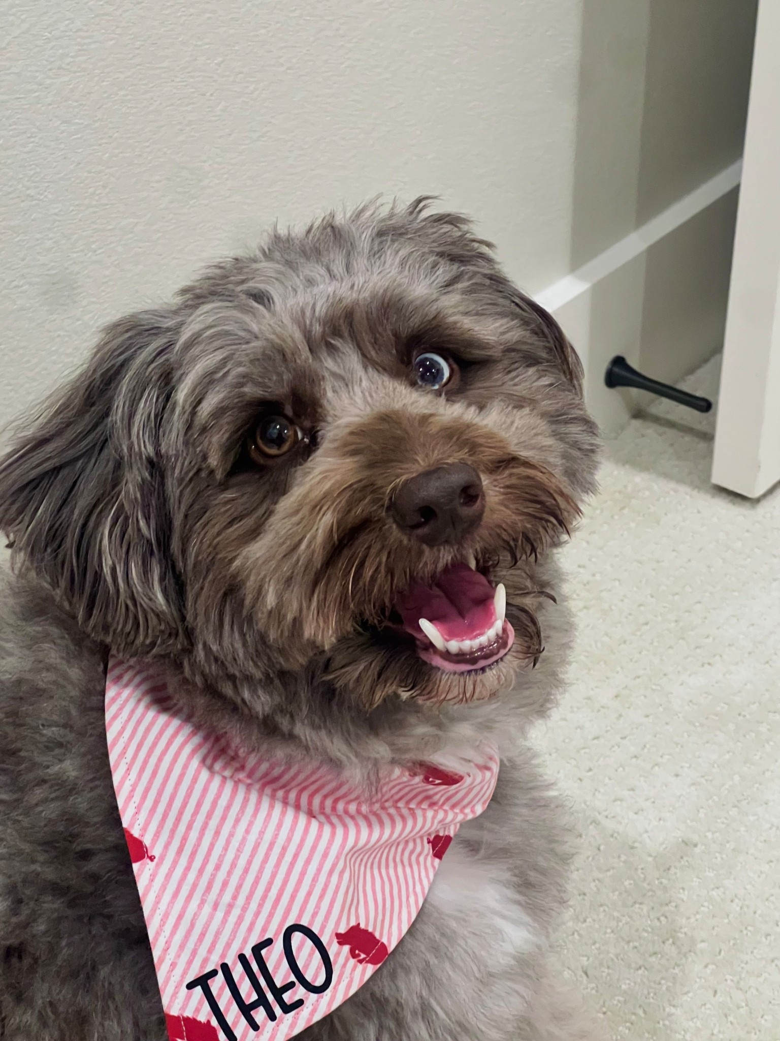 Custom Razorback bandana Theodore wears every game day! Only bandana he will keep on 🤪 

#LTKFindsUnder50
