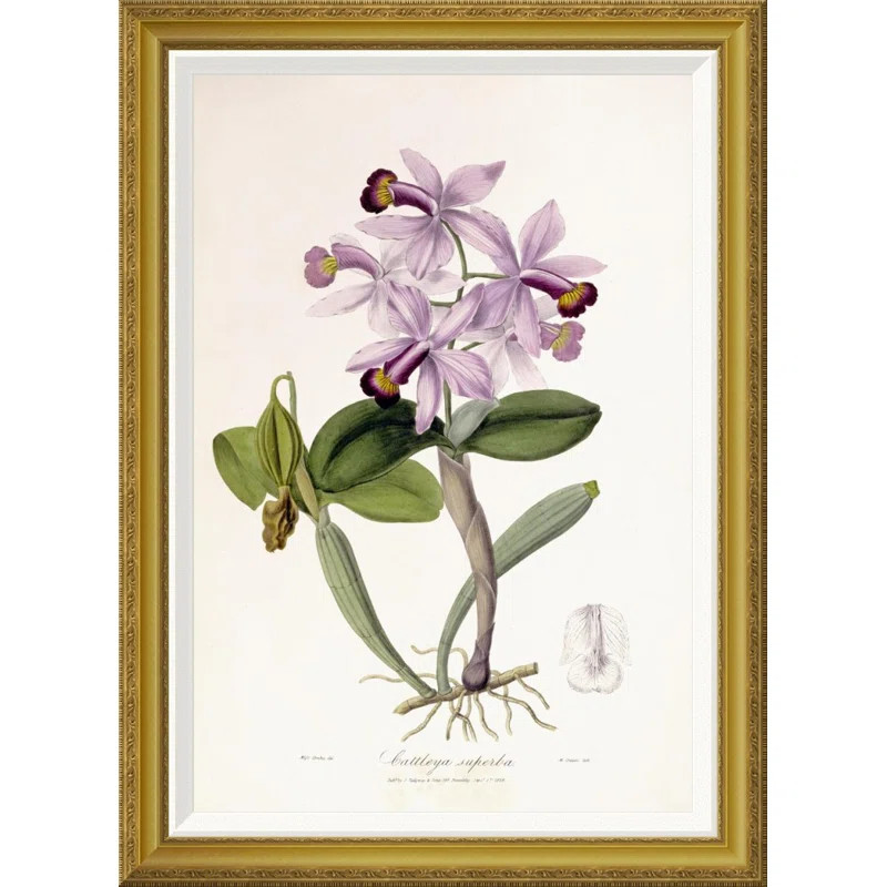 'Cattleya Superba Orchid' by John Lindley Framed Graphic Art | Wayfair North America