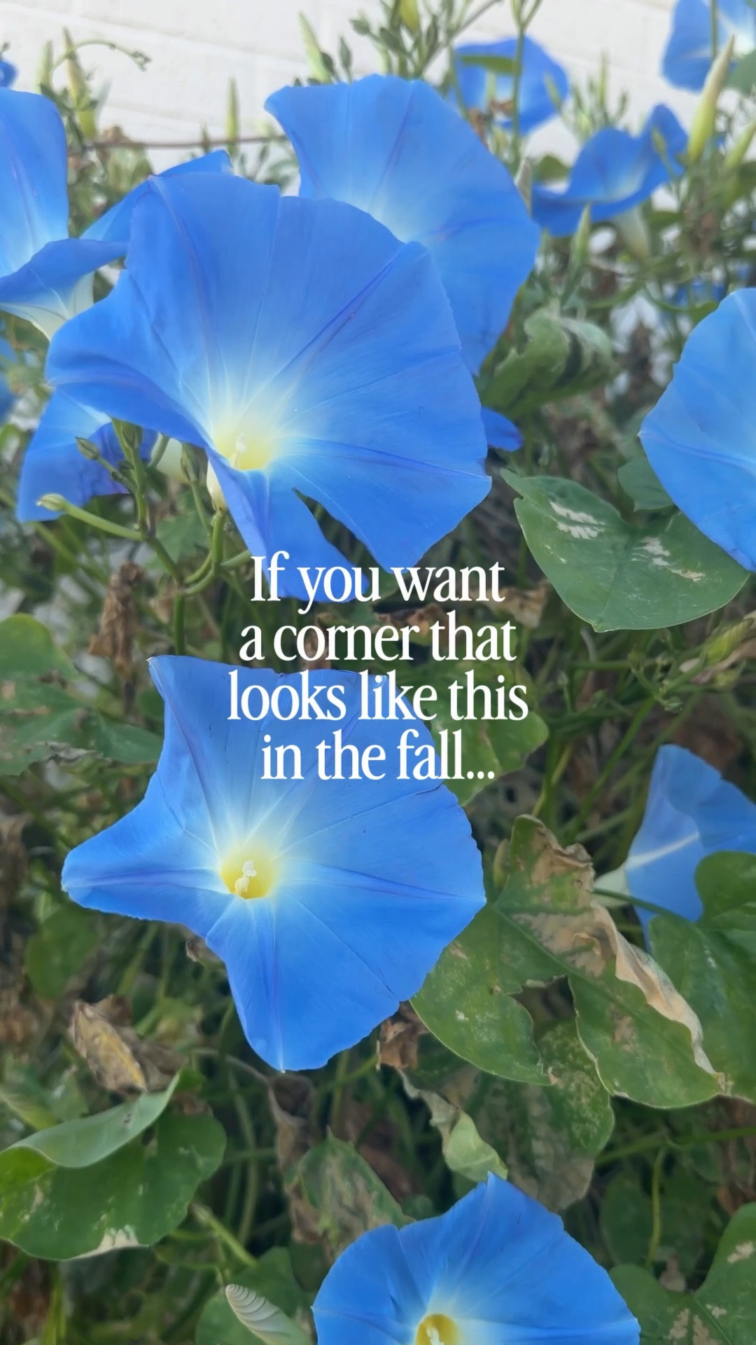 One of my favorite blooms! 

Also linked some trellises that I love and use 🌱 

#LTKdayinmylife #LTKHome #LTKSeasonal