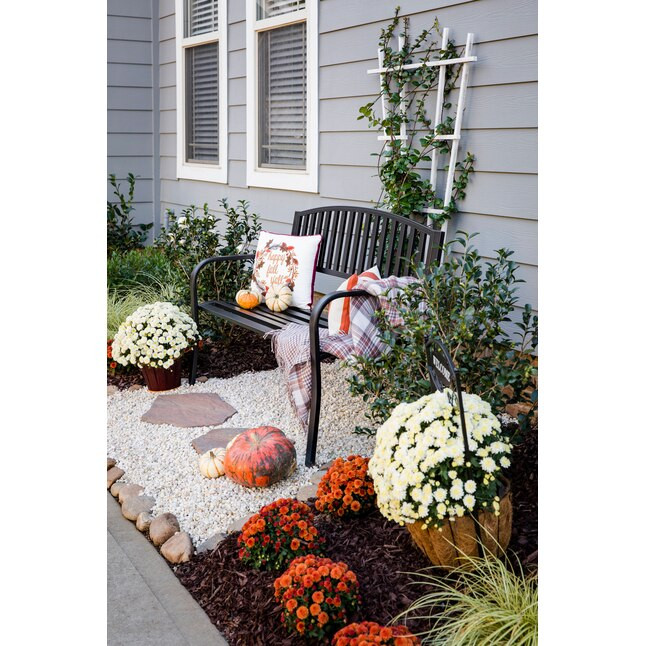 Lowe's White Mum in 3-Quart Pot | Lowe's