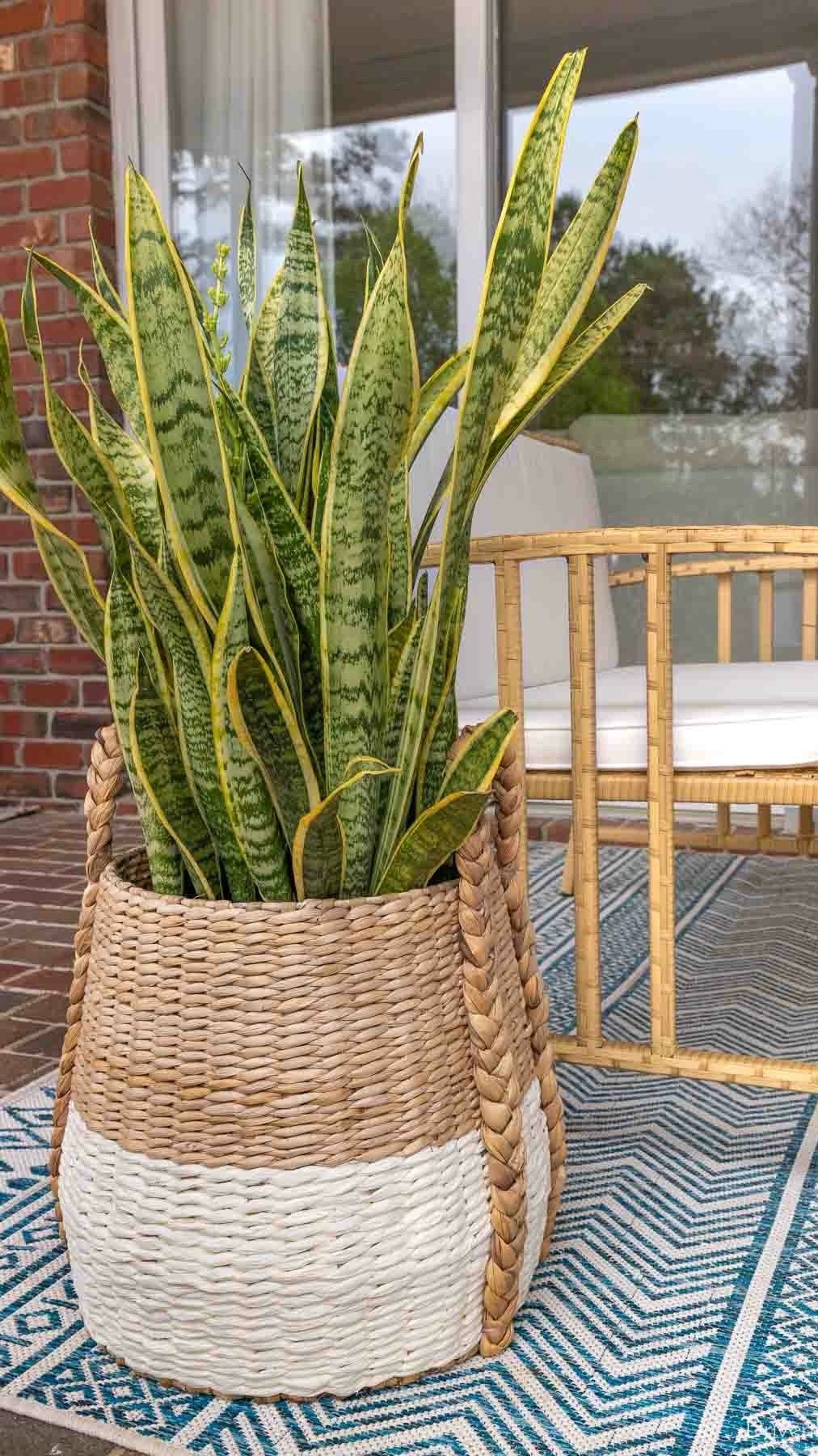 This favorite handled basket was just restocked AND it’s on sale as part of @Wayfair’s July 4th Clearance that’s on NOW through 7/7 with up to 70% off plus free and easy shipping over $35 🙌🏻.  I’m using it as a planter (with a saucer under my plant to protect the basket) but it would also be great as a shoe basket by the front door, as stylish storage for toys, and more! #Wayfair #WayfairPartner

#LTKFindsUnder100 #LTKHome #LTKSaleAlert