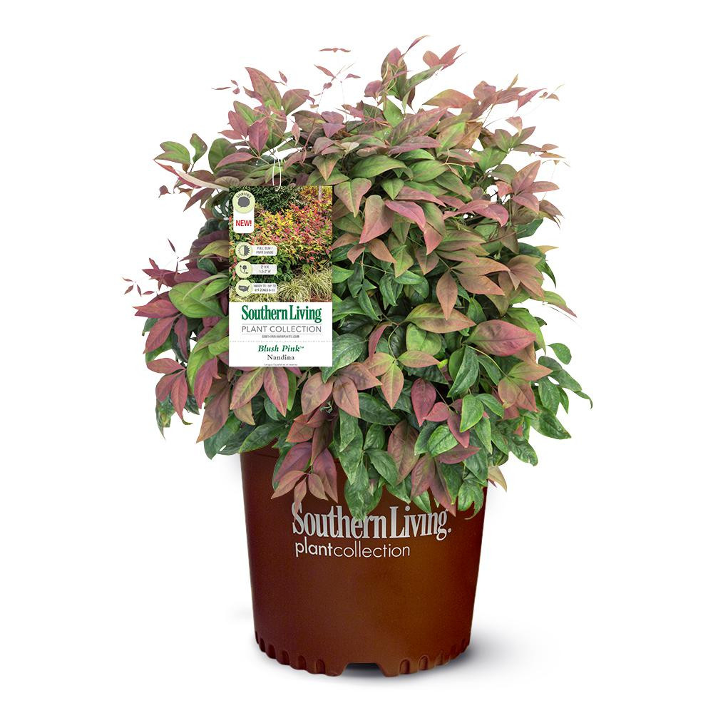 Southern Living 2 Gal. Nandina Blush Pink Shrub with Pink and Red Foliage | The Home Depot