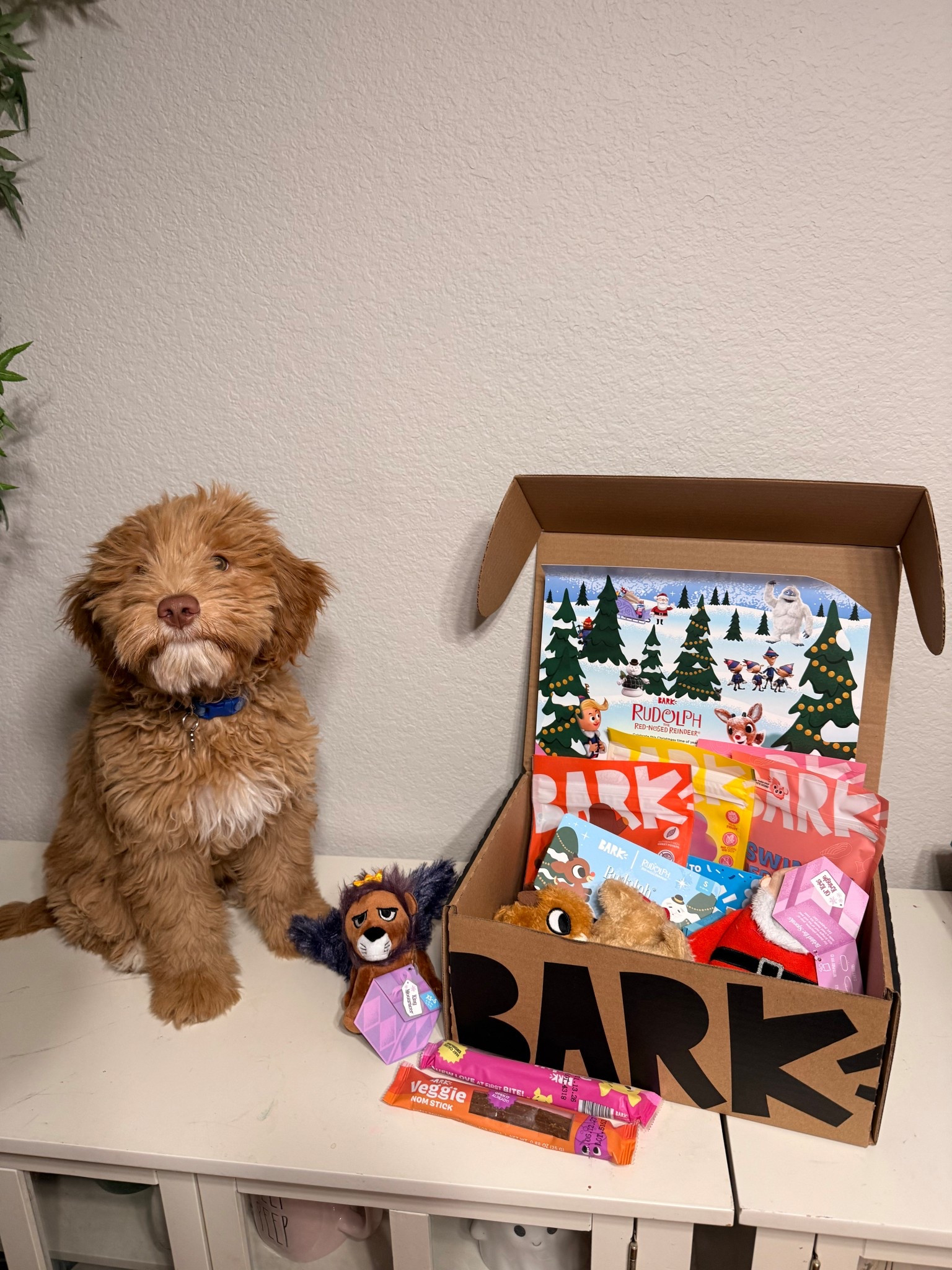 How cute are all the toys and treats they put in lattes bark box? I am obsessed!

#BarkBox #DogMom #pets #petmom #dogtoys #dogtreats 

#LTKGiftGuide #LTKHoliday #LTKPets