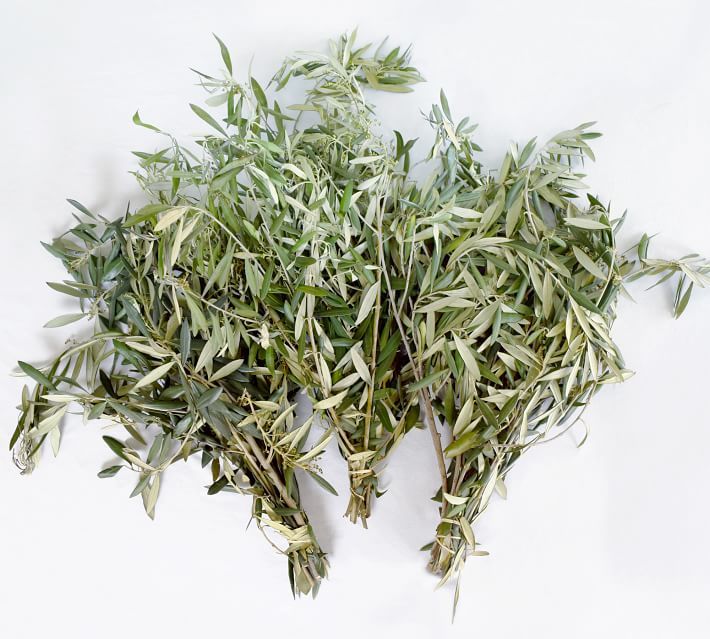 Live Olive Leaves, 3 Bunches | Pottery Barn (US)