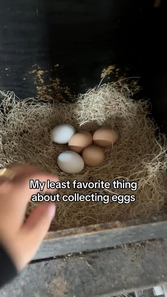 cleaning egg days are over 🥚😄 link in bio :)
.
.
.
.
.
.
#backyardchickensofinstagram #backyardchickens #chickens #chicken #fresheggs #florida #homestead