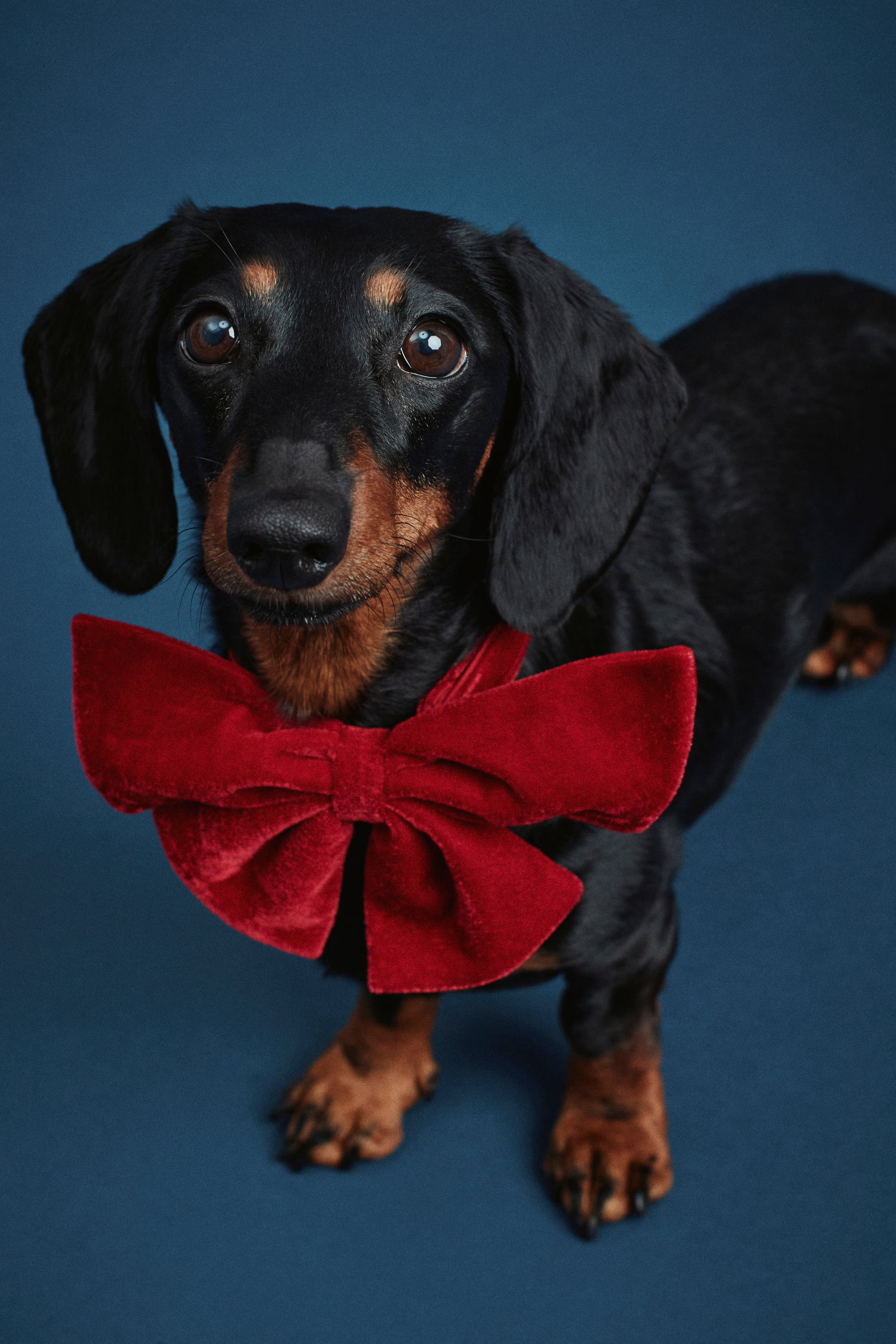 Dog Bow Tie | H&M (US + CA)