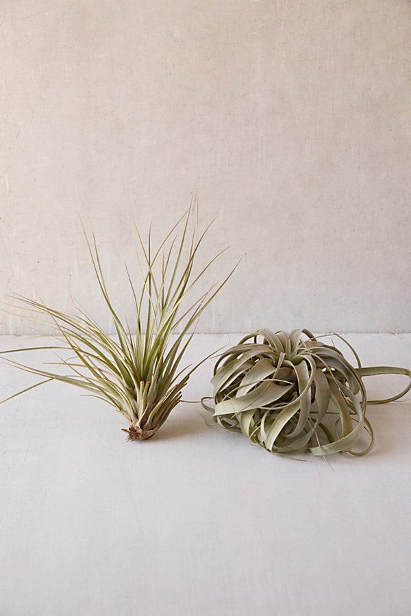 Giant Live Air Plant - Assorted at Urban Outfitters | Urban Outfitters (US and RoW)