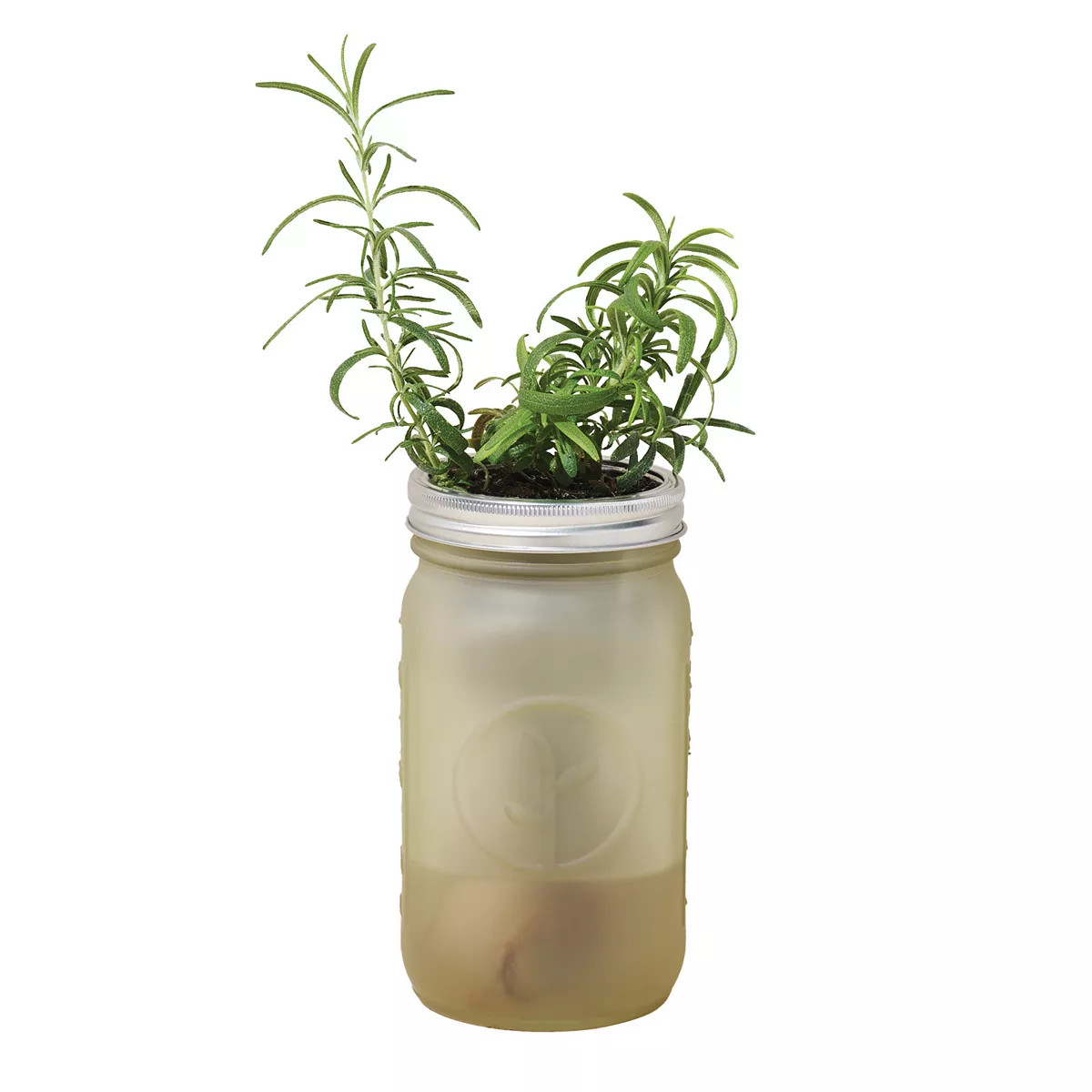 Modern Sprout Garden Jar - Rosemary | Kohl's