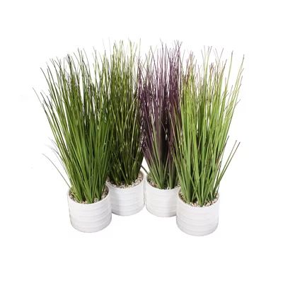 Assorted Snake Plant Grass in Pot Highland Dunes | Wayfair North America