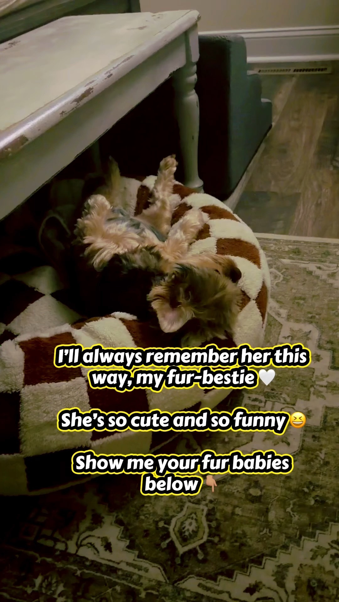 Best doggy bed for a reason! BOTH my Yorkies love this bed so much!! #dog #Yorkies #pet 

#LTKSaleAlert #LTKmomlife