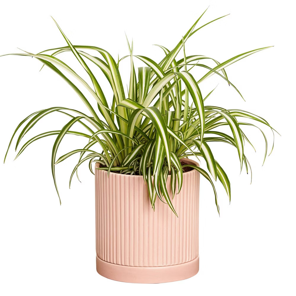 Spider Plant in Blush Fluted Ceramic Pot - Greendigs | Target
