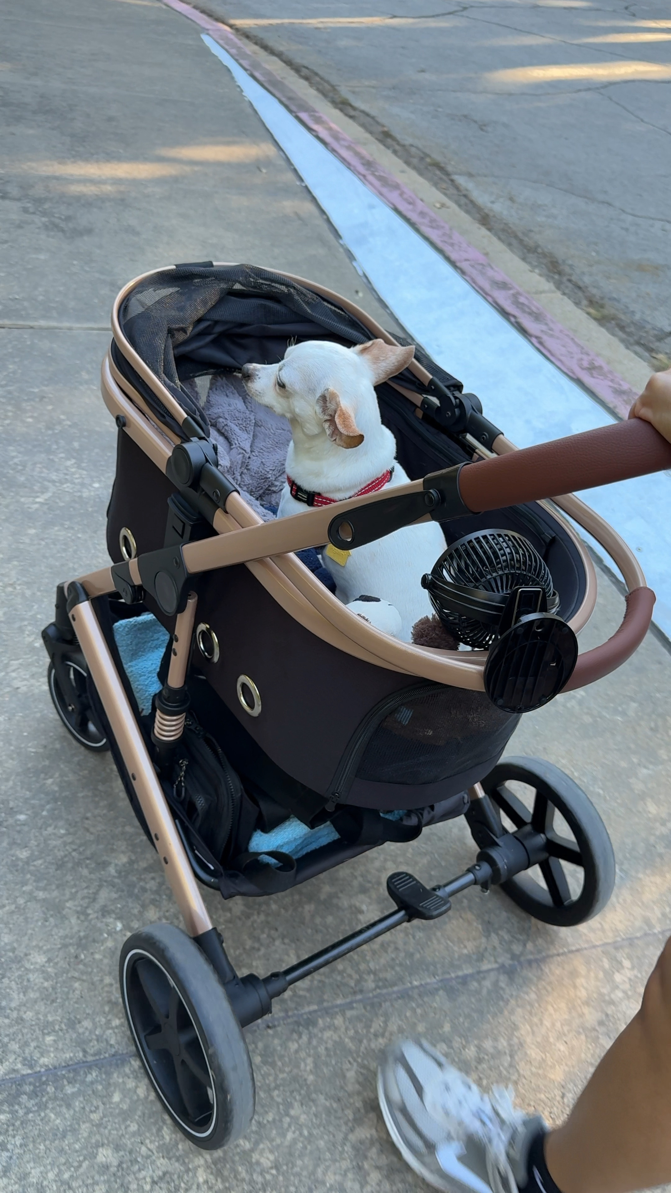 Our sweet boy, Graham is getting used to his stroller! He turns 10 this year and we want to make sure he can come on adventures with us! He was hesitant at first but I think he loves it. The fan is wireless and rechargeable - definitely a need for your little one

#dogstroller #chihuahua #petessentials

#LTKTravel #LTKGiftGuide #LTKBaby