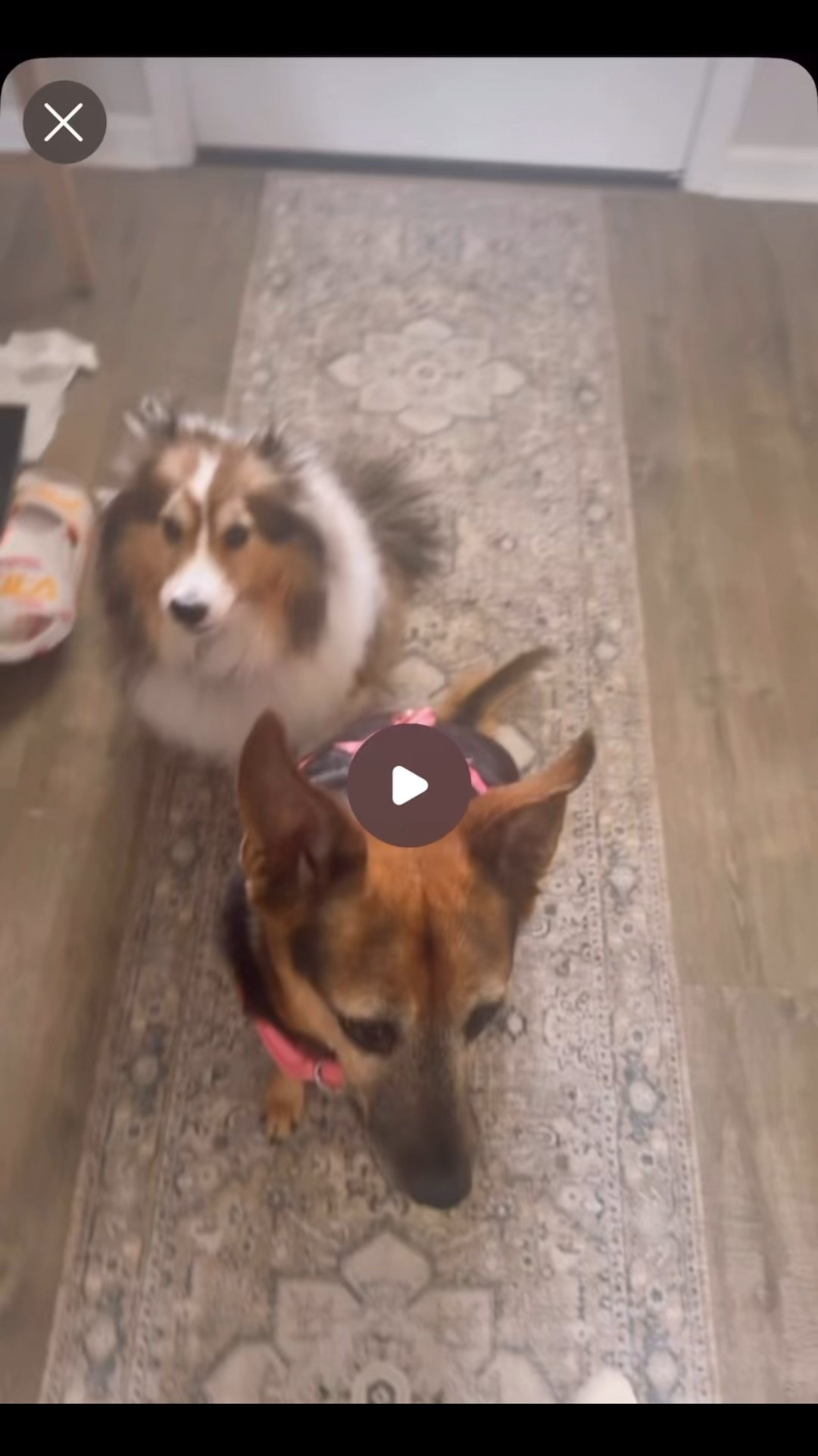 Rolled out this beauty from @PurrRugs and it instantly became the softest, most coveted spot in the house. 🐶✨ Luxuriously plush, non-slip (perfect for zoomies), and machine washable — because real life happens. Even the cuties can’t stay off it. Who knew luxury came with paws of approval? 🐾💅 


#LTKHome #LTKSaleAlert #LTKFamily