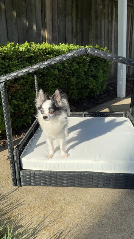 This is your sign to get your fur baby their own wicker dog lounger! The top also comes off and it’s Weatherproof!

Super easy to put together and comes with a gray and a white pad cover. 

#LTKhome #LTKfamily #LTKfindsunder50
