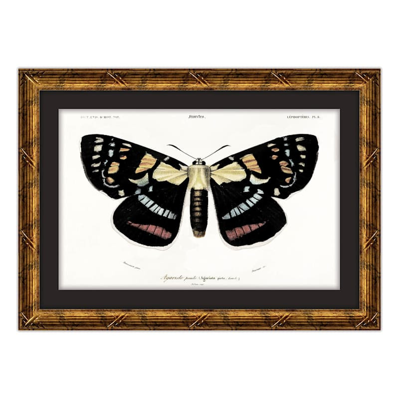 Framed Butterfly II Matted Wall Art by Charles Dessalines D\u2019Orbigny, 13x18 | At Home