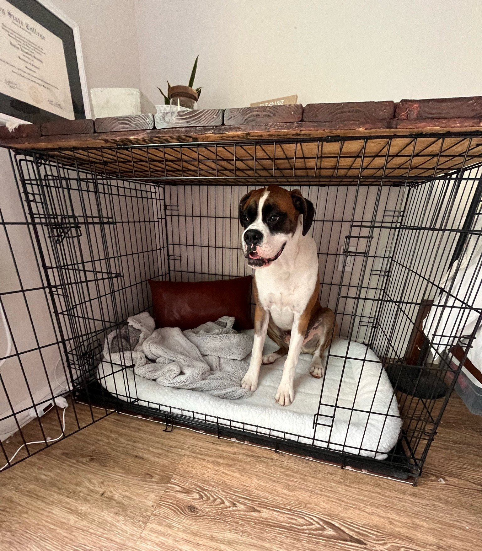 Check out our top crate items for #largebreeddogs 


#LTKhome #LTKunder100 #LTKunder50