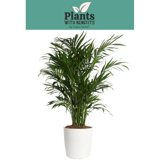 Costa Farms Plants with Benefits Live Indoor 32in. Tall Green Cat Palm; Bright, Indirect Sunlight... | Walmart (US)