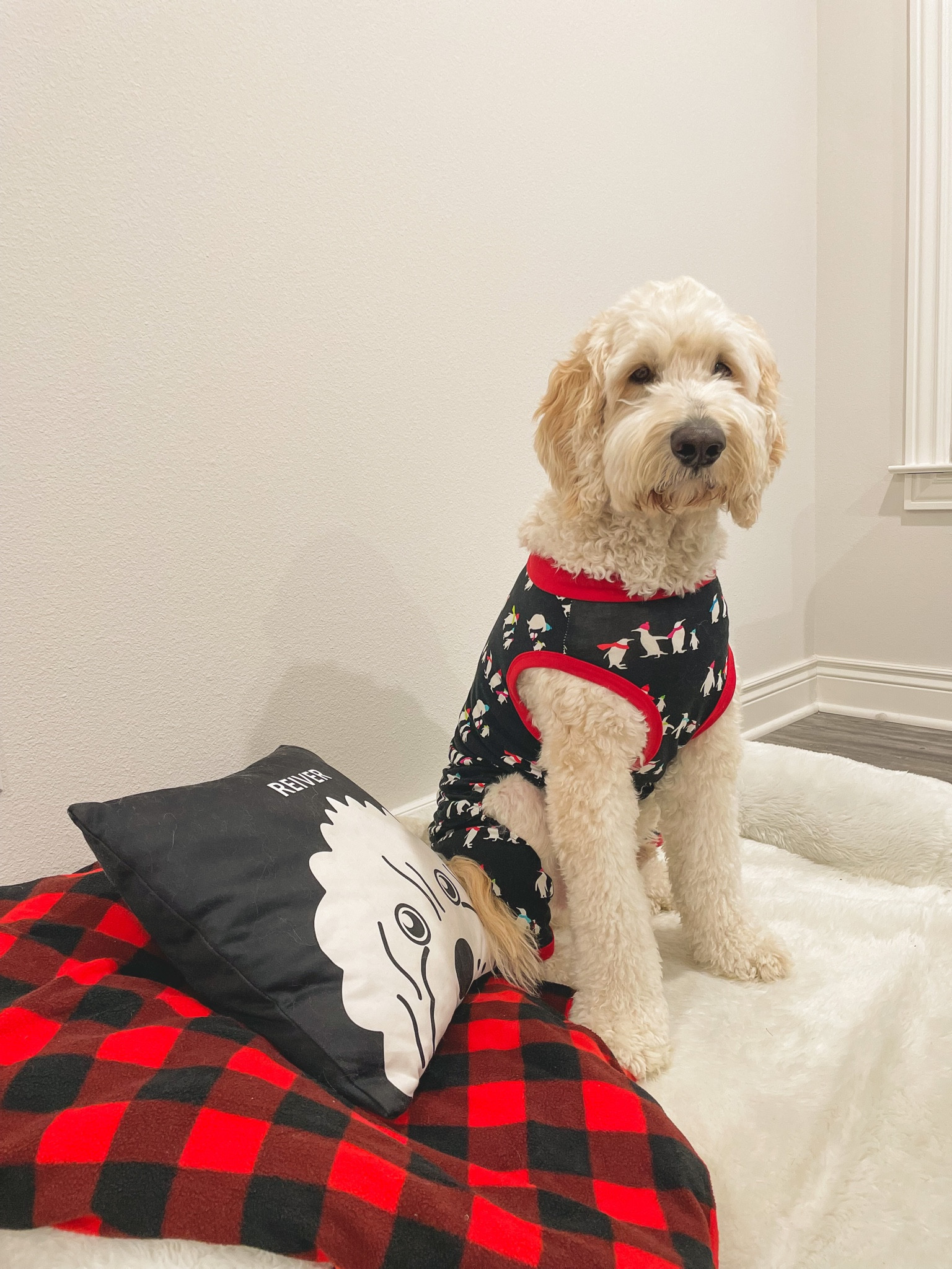 The cutest dog onesie for the holidays! Reiver weighs about 75 pounds and is wearing a large

#LTKunder50 #LTKHoliday #LTKSeasonal