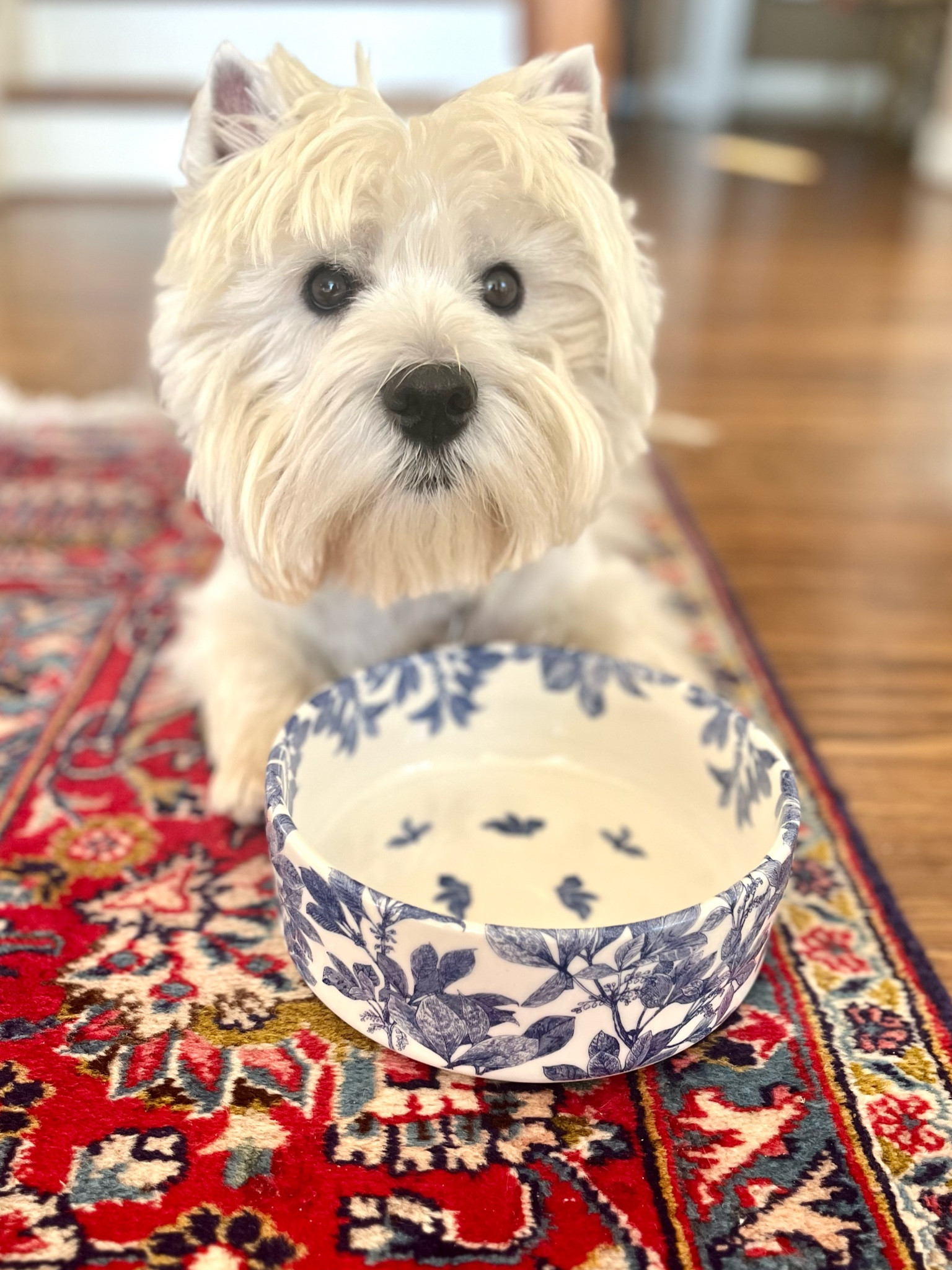Wellie casts his vote for a blue and white dog bowl!
Rounded up several adorable options - plus a cute chinoiserie bone shaped placemat! 

#LTKGiftGuide #LTKSeasonal #LTKhome