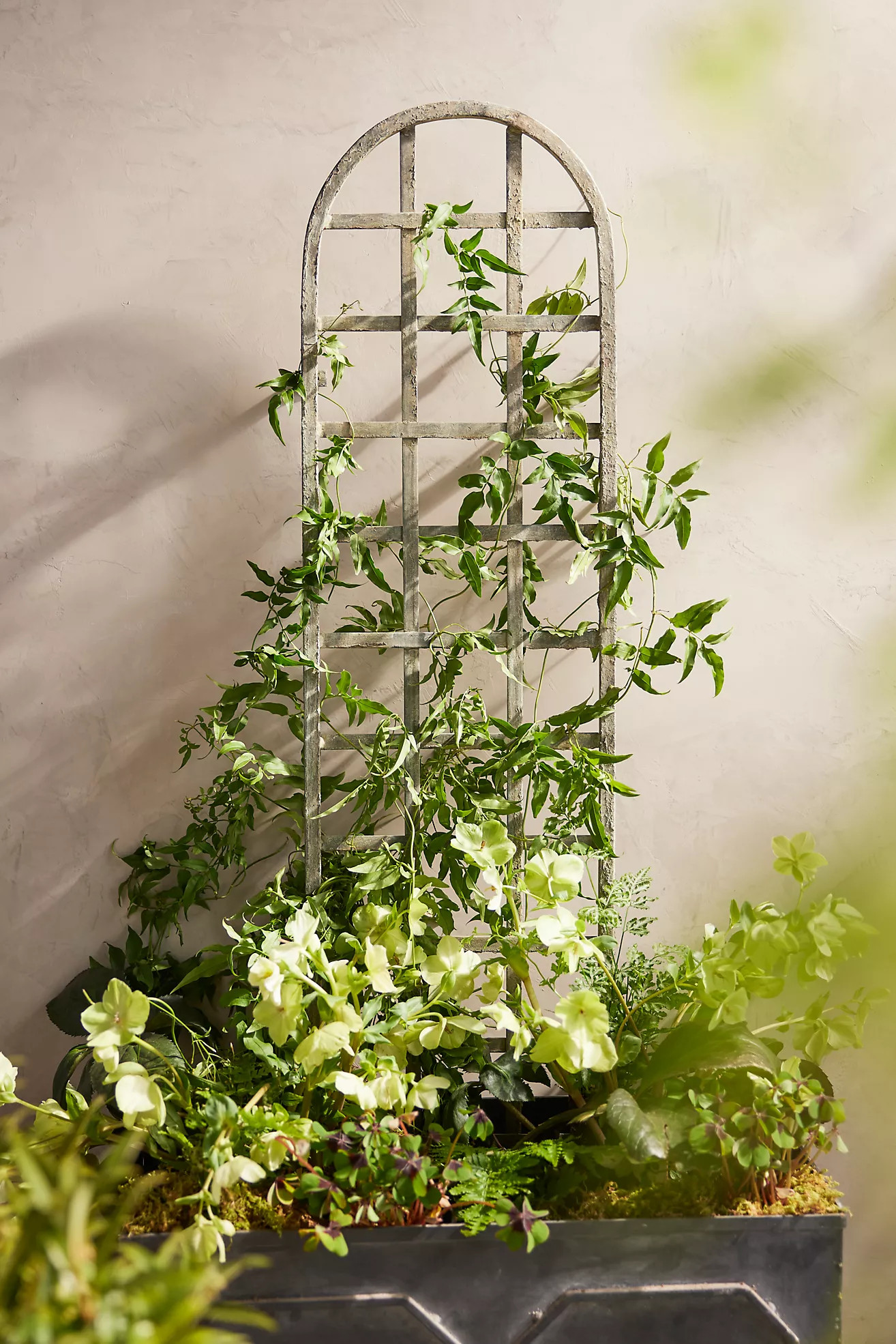 Iron Arch Wall Trellis | Terrain