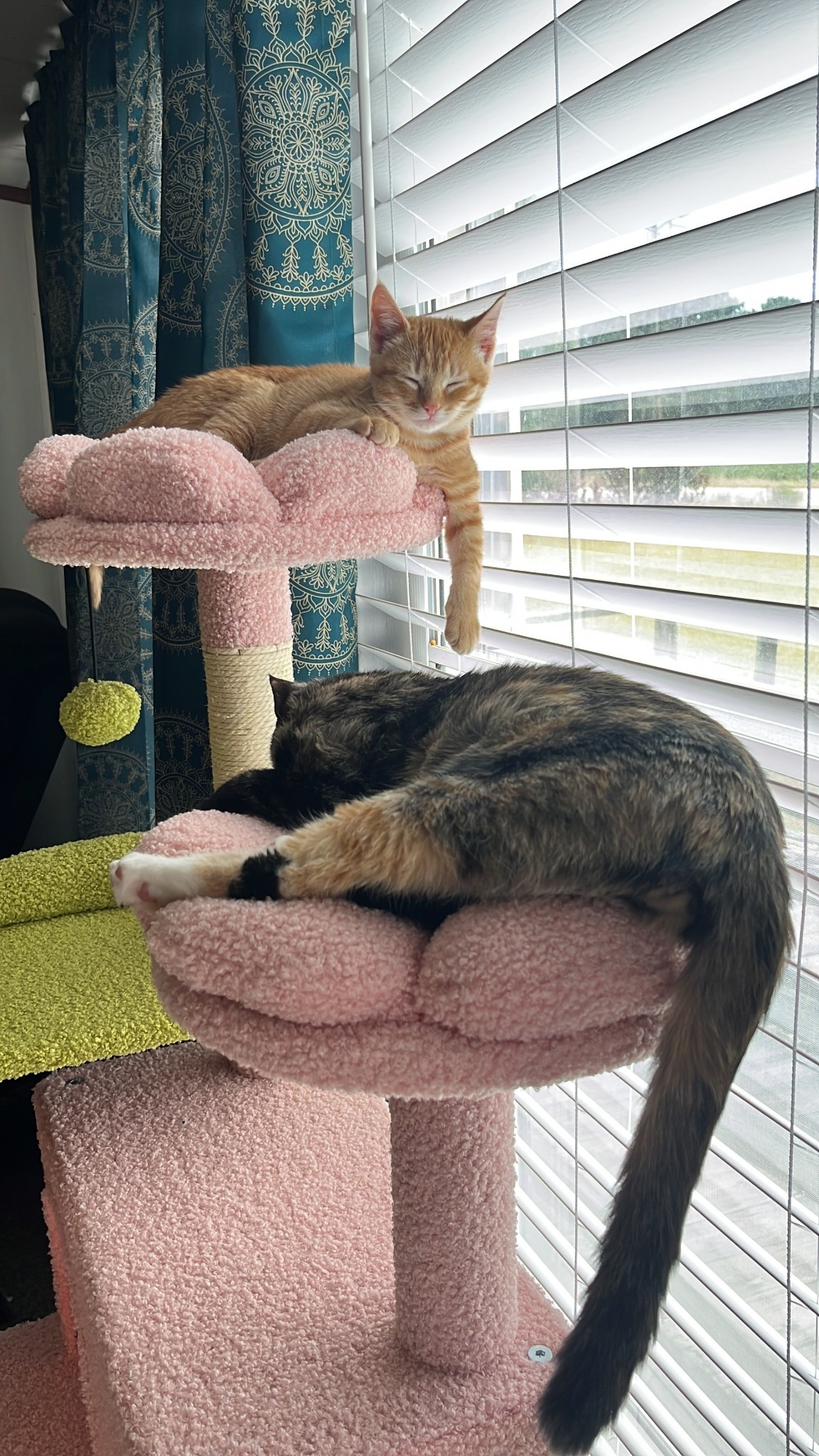 my cuties love their cat tree 🩷💚 super easy to assemble! #catmom #indoorcat 

#LTKPets #LTKHome #LTKFindsUnder100