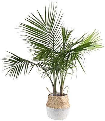Costa Farms Majesty Indoor Palm Tree in Seagrass Basket, 3-Foot, White-Natural | Amazon (US)