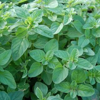 Herb Oregano (250 Seed Packet) | The Home Depot
