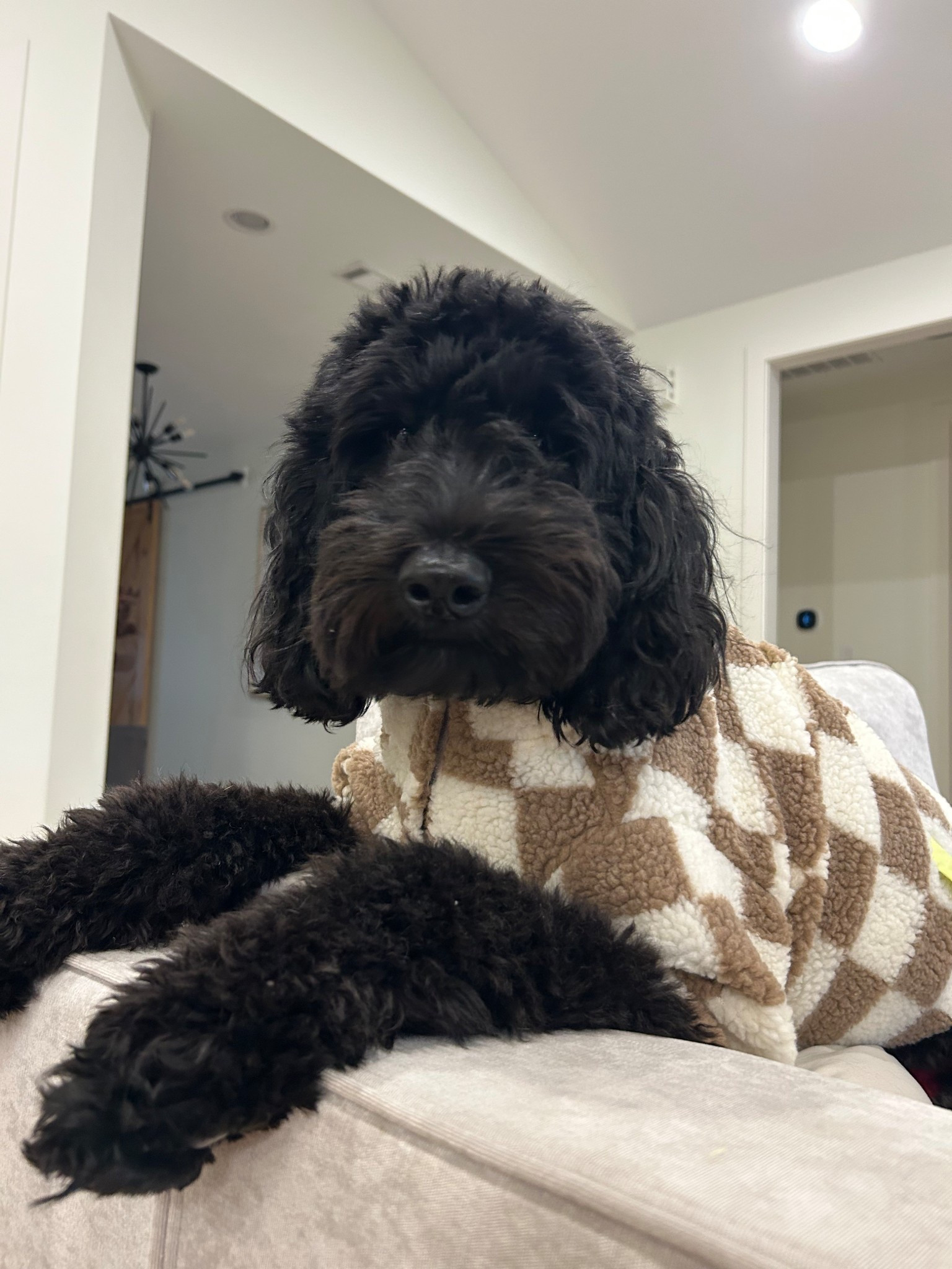 Ready for the coldddd❄️

#LTKPets #LTKSeasonal #LTKU