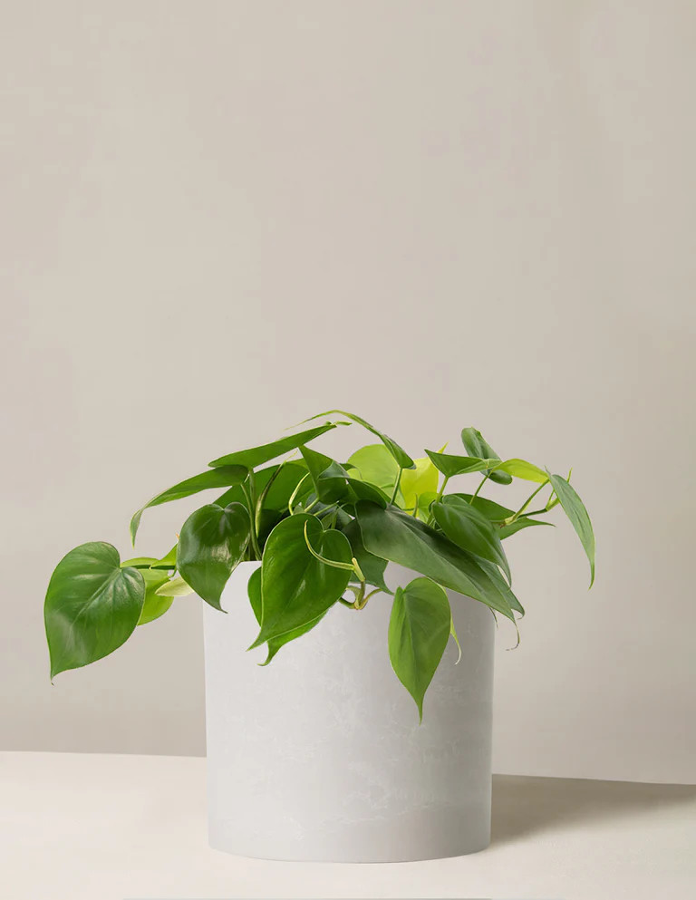 Philodendron Green | The Sill