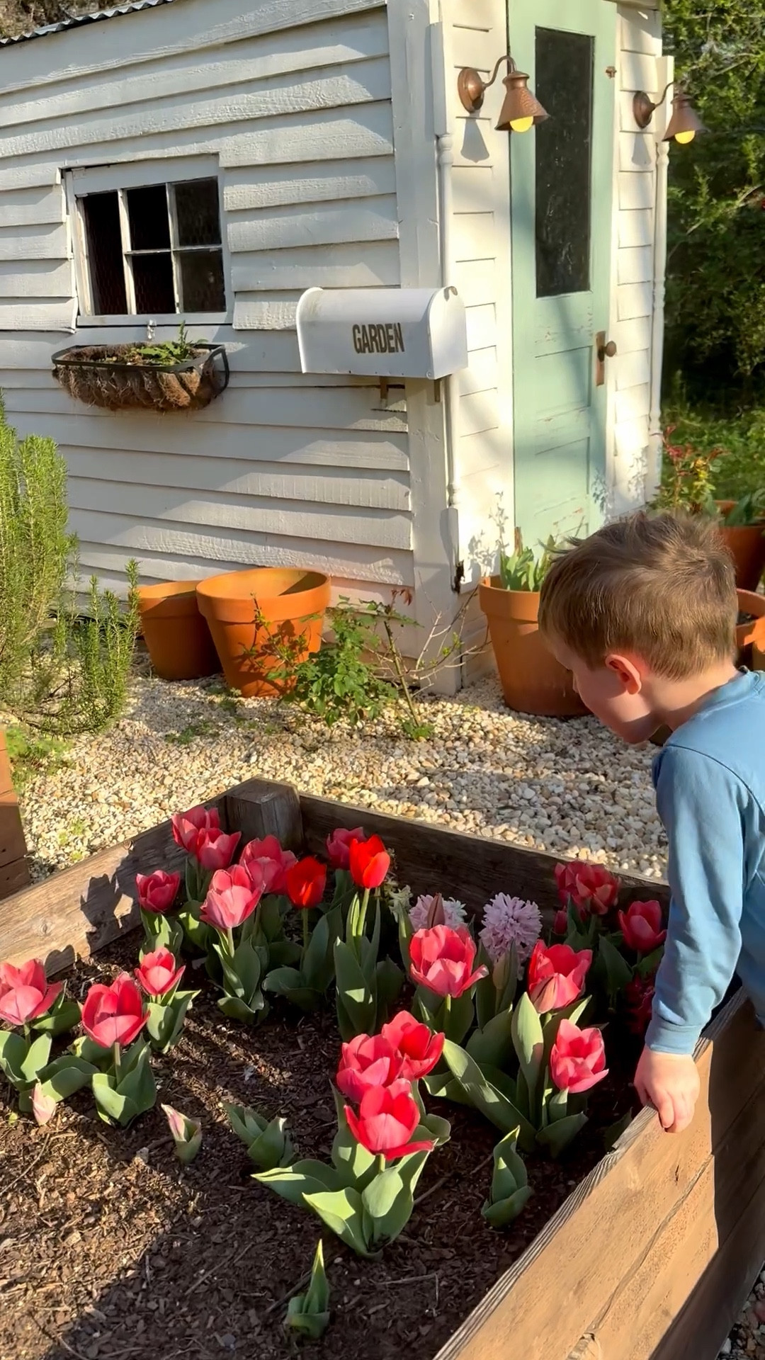 Tulips! 🌷 

#LTKSeasonal #LTKFindsUnder50