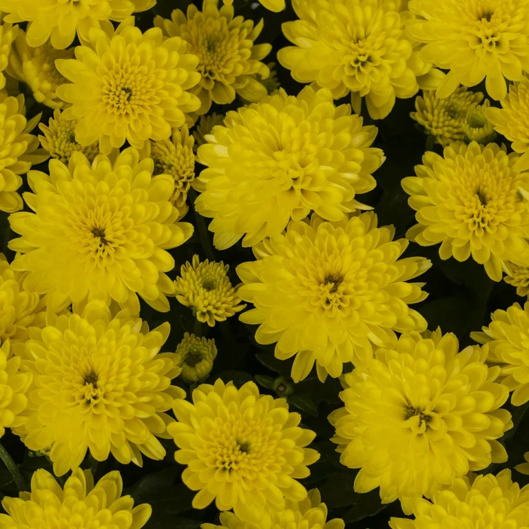 Better Homes & Gardens 2.5G Mum Yellow Live Plant (1 Pack) with Galvanized Tin Planter | Walmart (US)